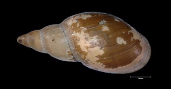 Media type: image;   Malacology 93953 Aspect: dorsal